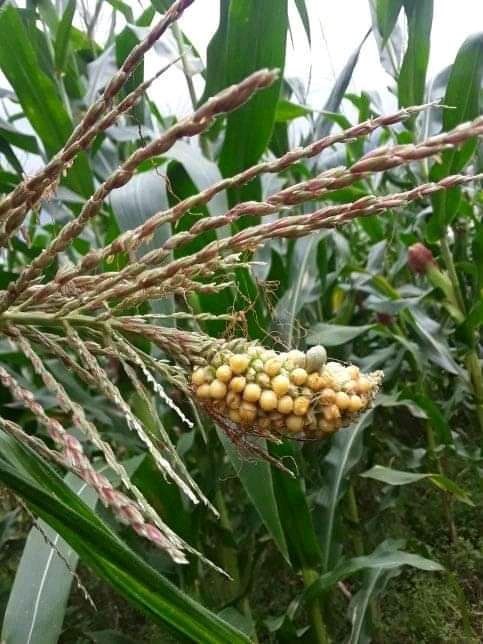 tassel ears in corn