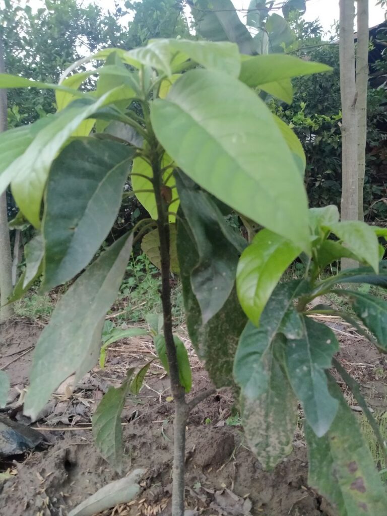 avacardo plant