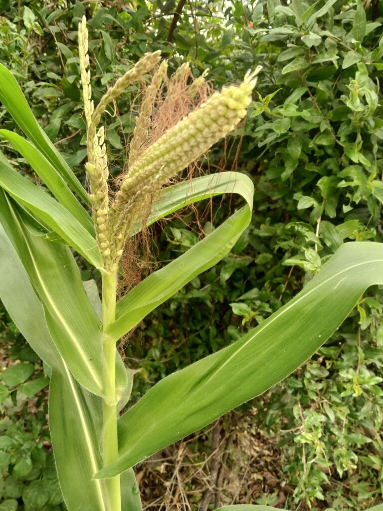 tessel ears in maize corn