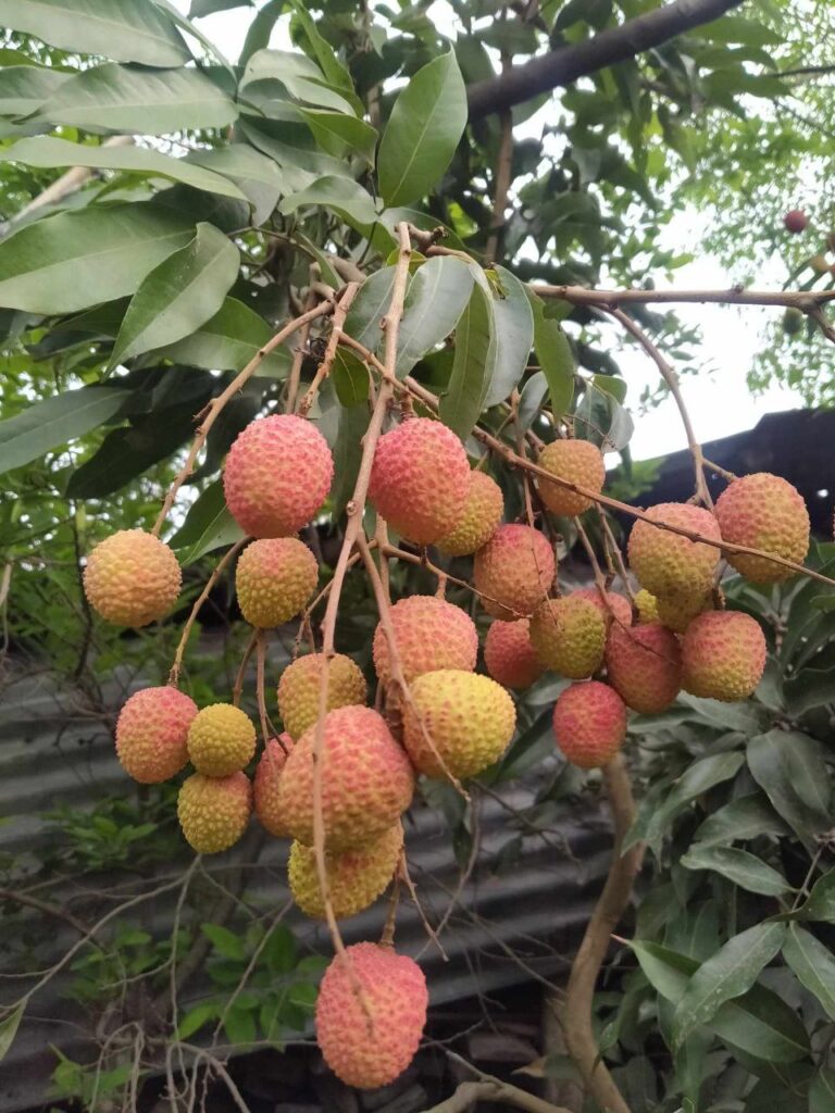 Litchi cracking