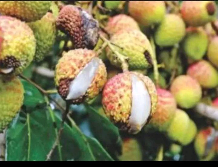 Fruit cracking in Litchi