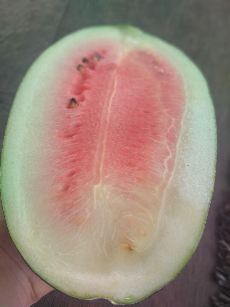 selecting perfect water melon