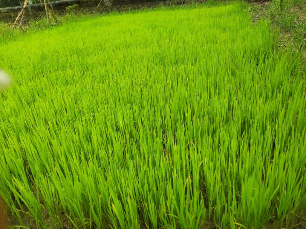 planting rice