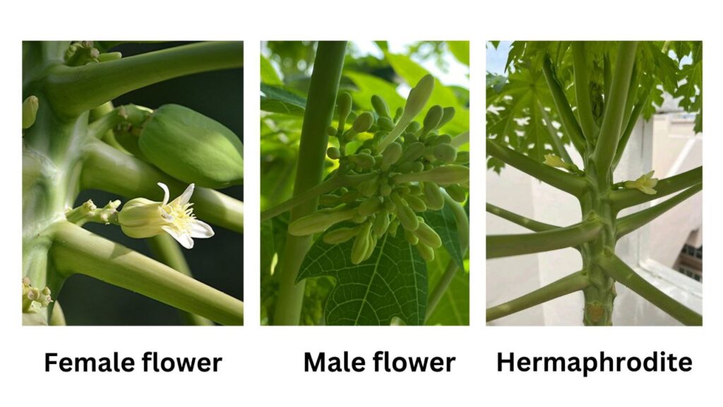 papaya flowering and pollination