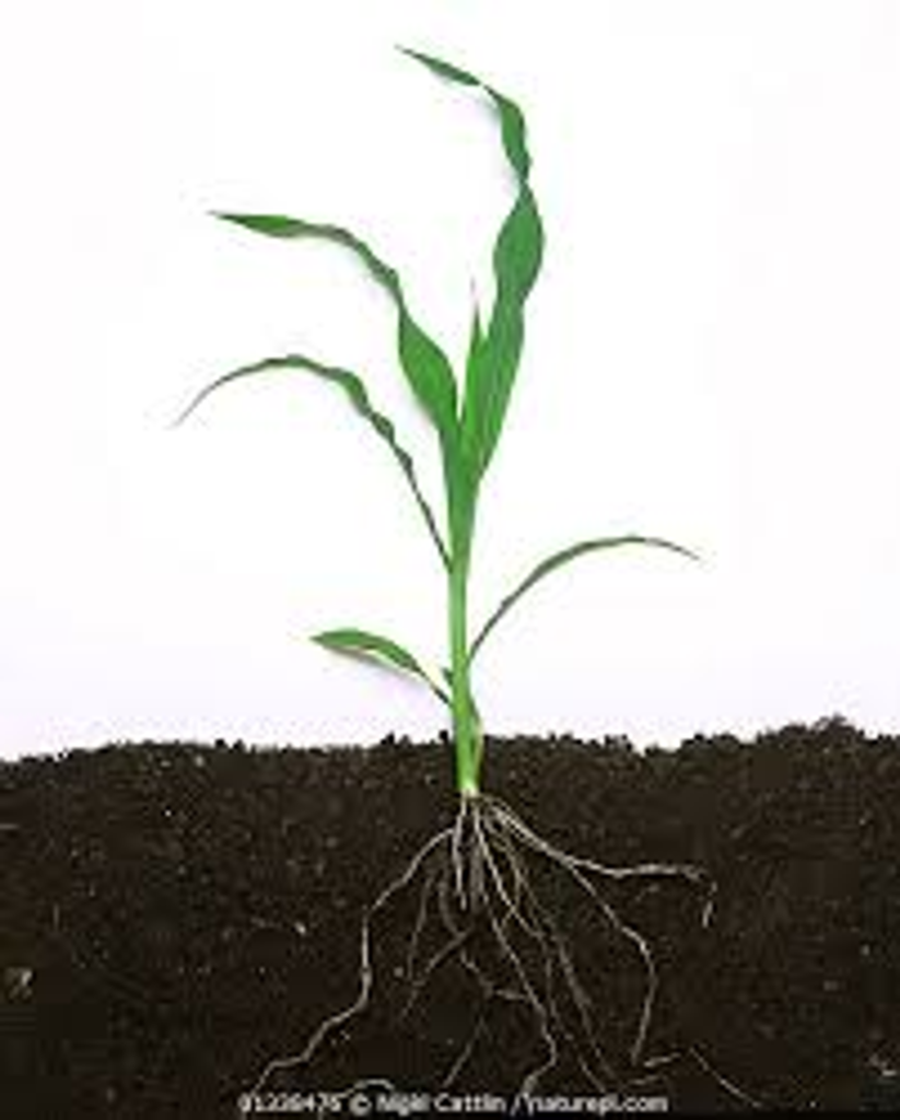 A typical maize seedling