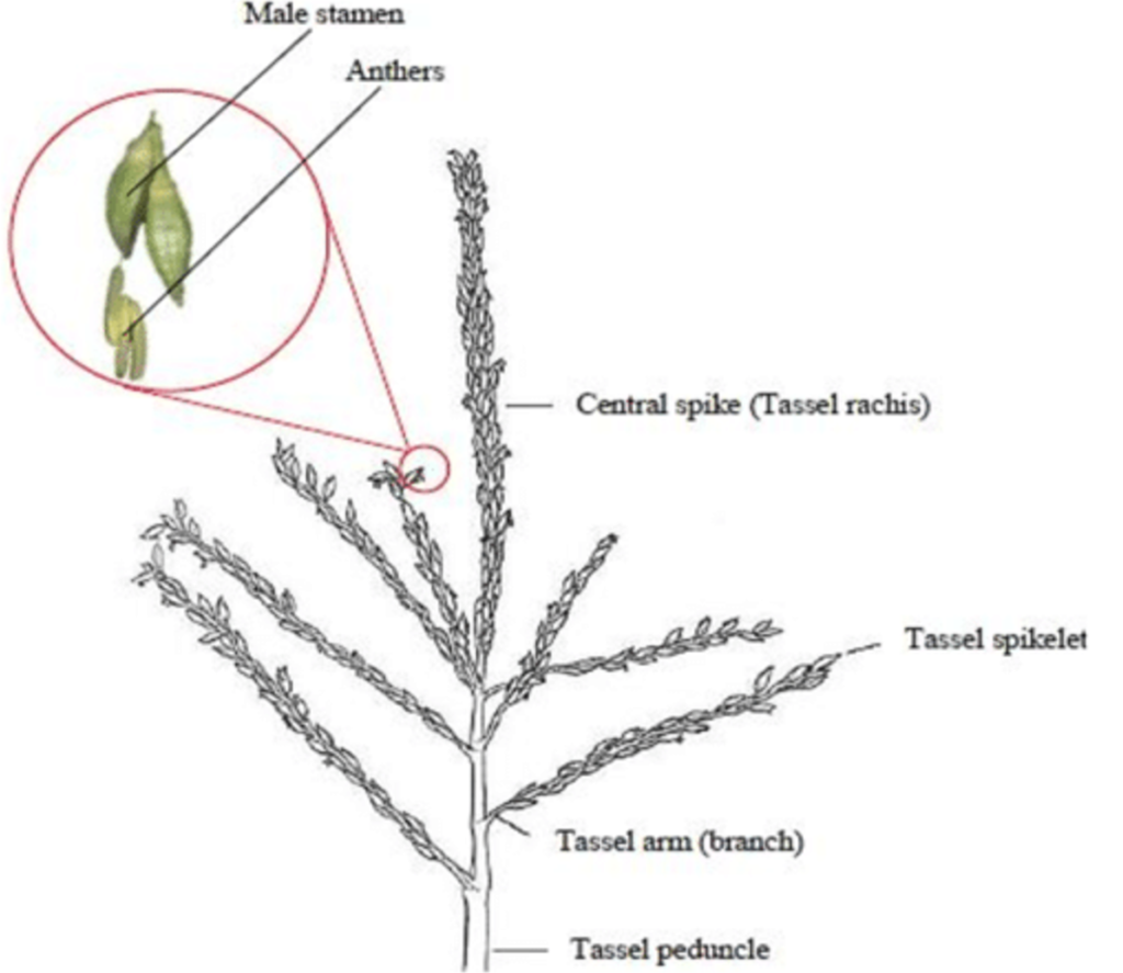 Zea mays tassel (Male inflorescence) 