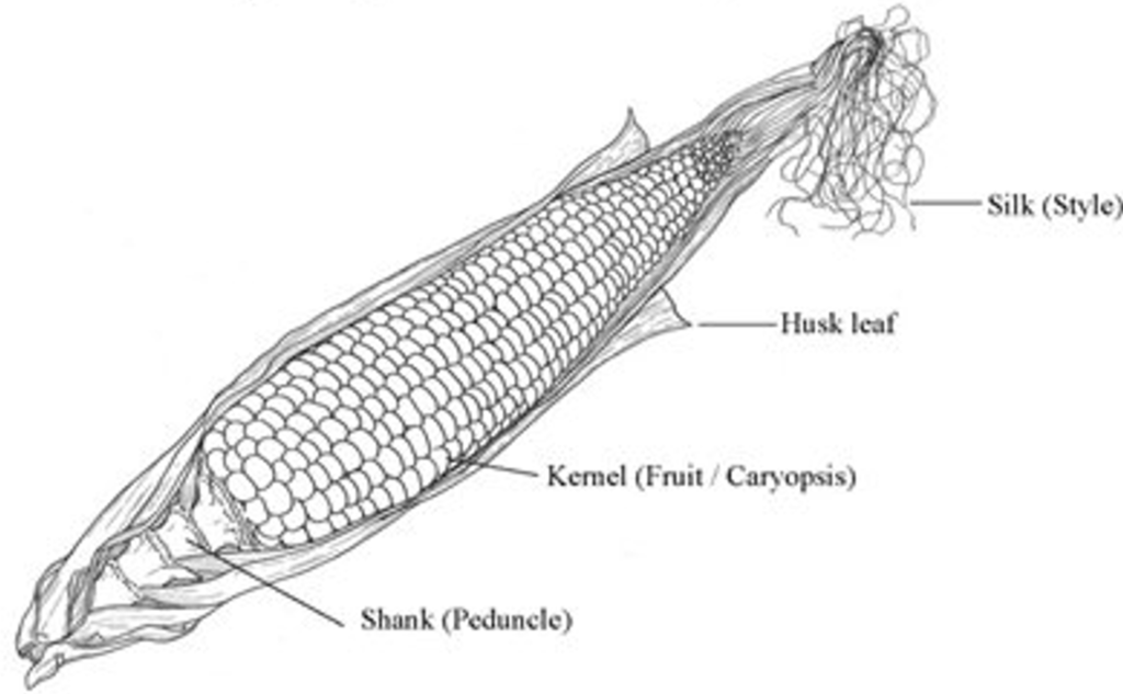 Zea mays ear (Female inflorescence)