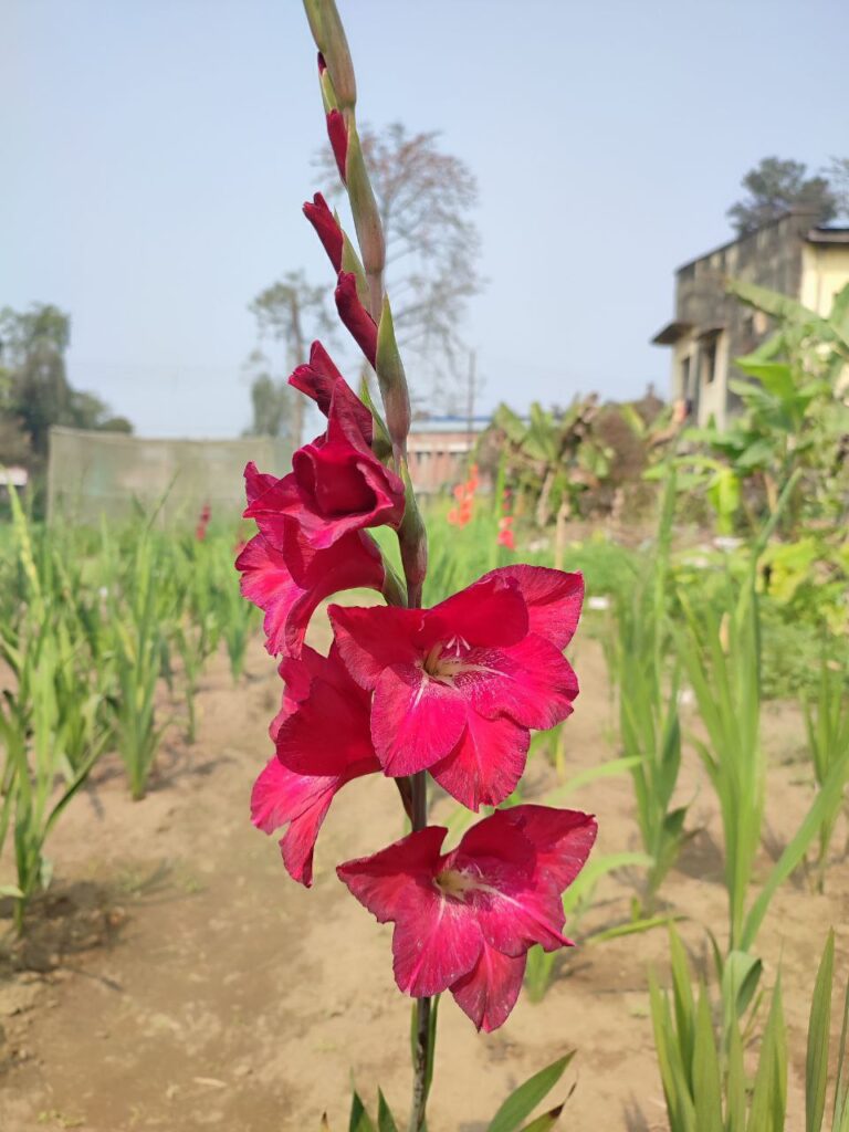 Gladiolus