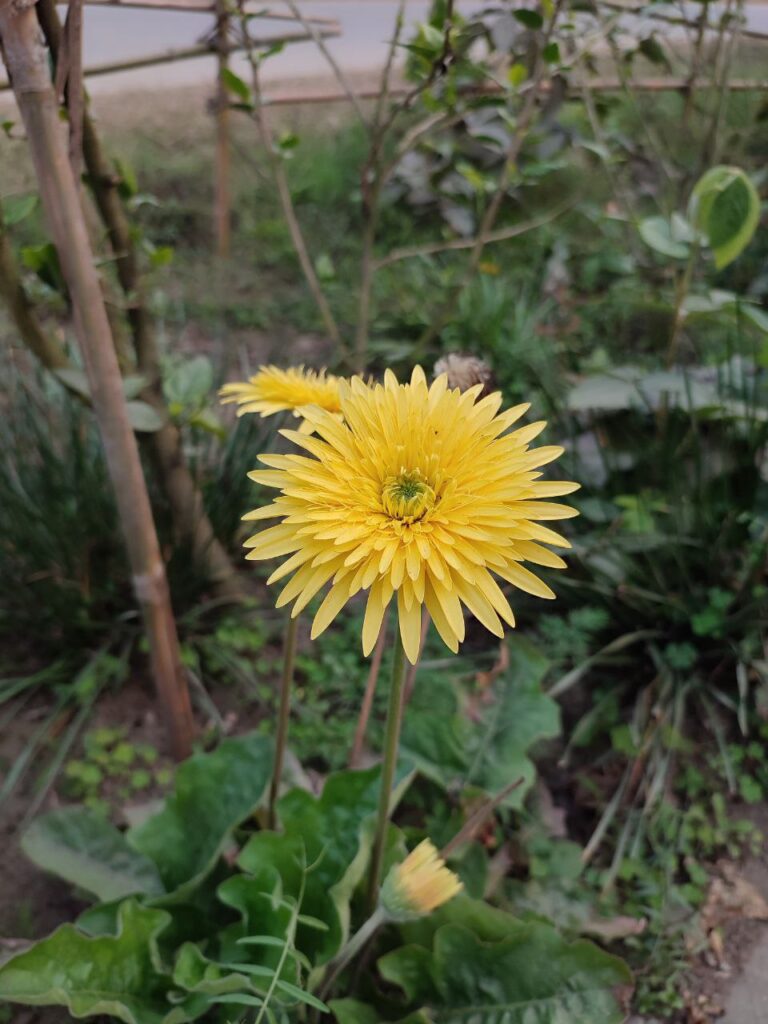 Gerbera